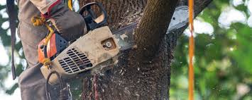 Best Emergency Tree Removal  in Darlington, WI