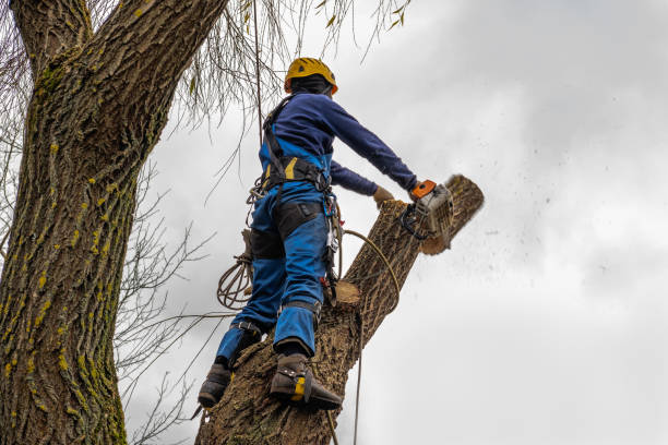 How Our Tree Care Process Works  in  Darlington, WI